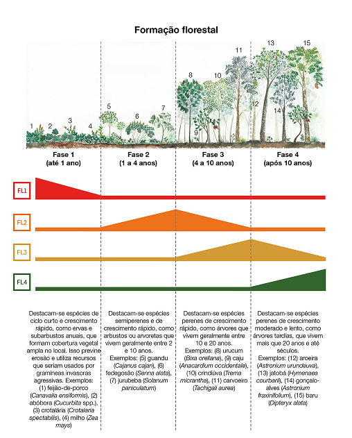 Formação florestal: fases e grupos ecológicos FL1 a FL4