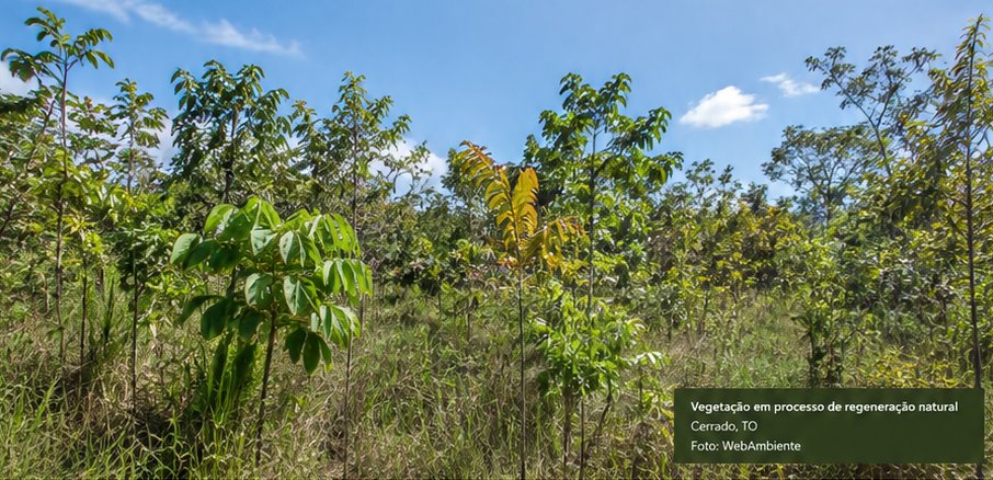 Vegetação em processo de regeneração natural – Cerrado, TO. Foto: WebAmbiente